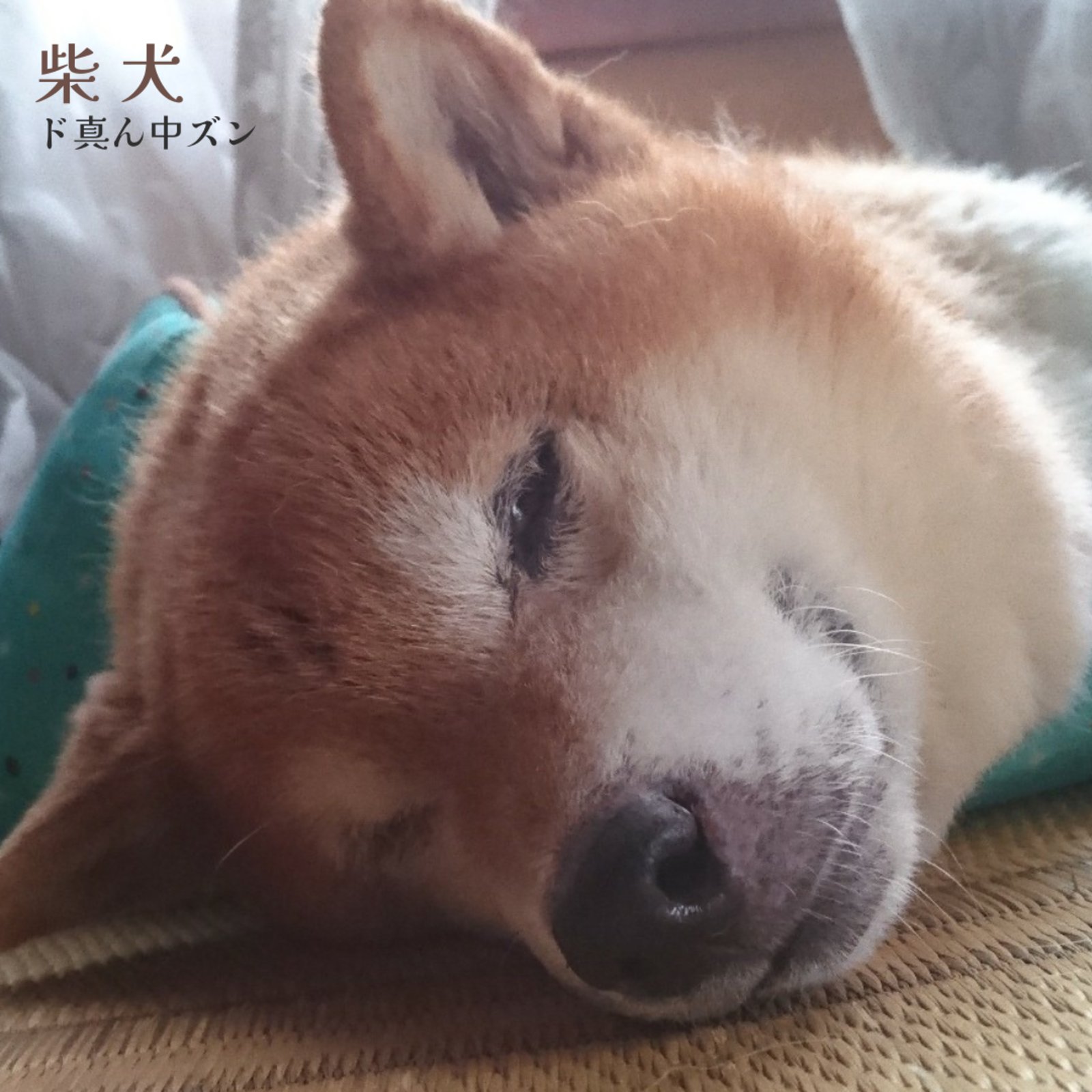 しば犬です。私の汗と涙が染み付いています。 BIG UP!​ ​